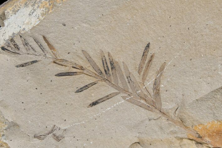 Dawn Redwood (Metasequoia) Fossil - Montana #165175
